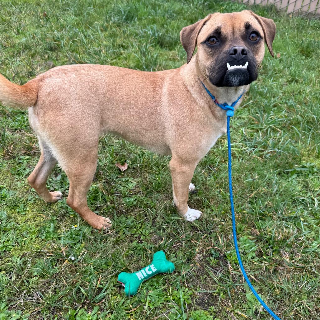 Gwendolyn, Adoptable, Young Female Pug & Chihuahua.