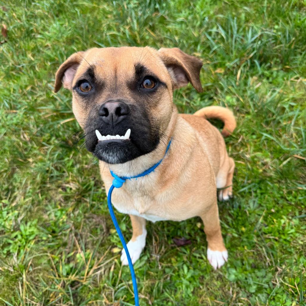 Gwendolyn, a Adoptable mixed breed in Newberg, OR image 3/4