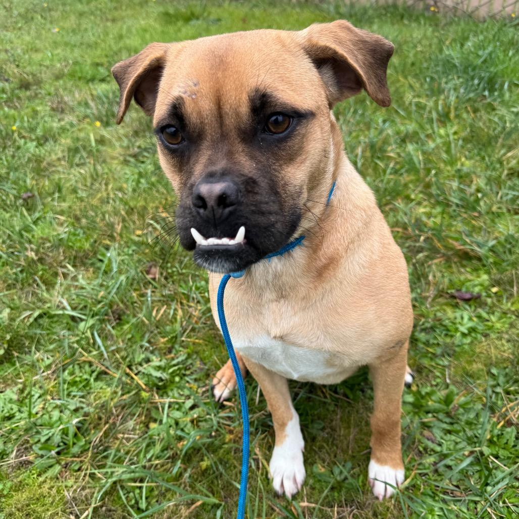 Gwendolyn, a Adoptable mixed breed in Newberg, OR image 4/4