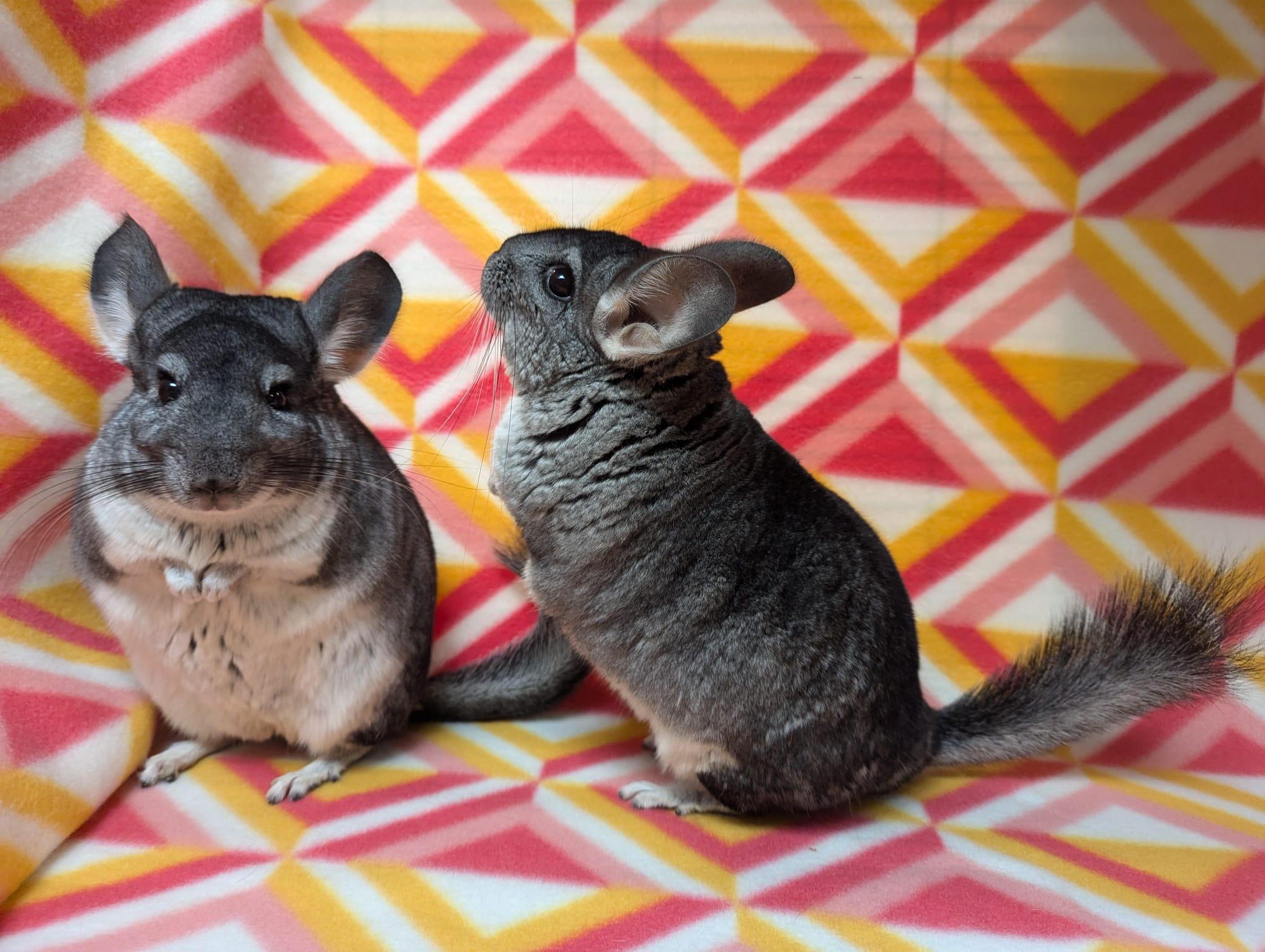 Enlarge Pansy & Poppy, an adoptable Chinchilla in Fountain Valley, CA image 5/5