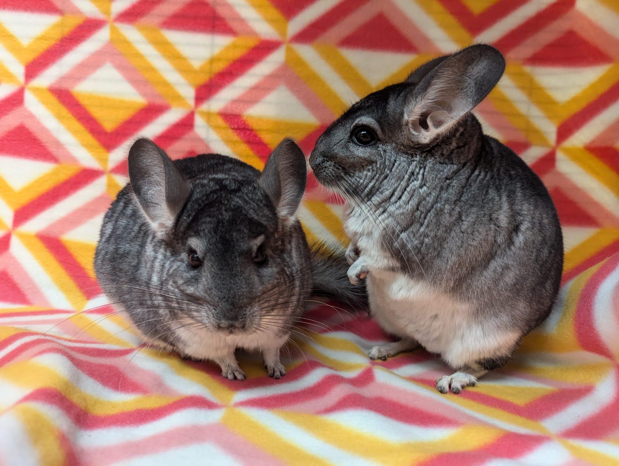 Enlarge Pansy & Poppy, an adoptable Chinchilla in Fountain Valley, CA image 1/5