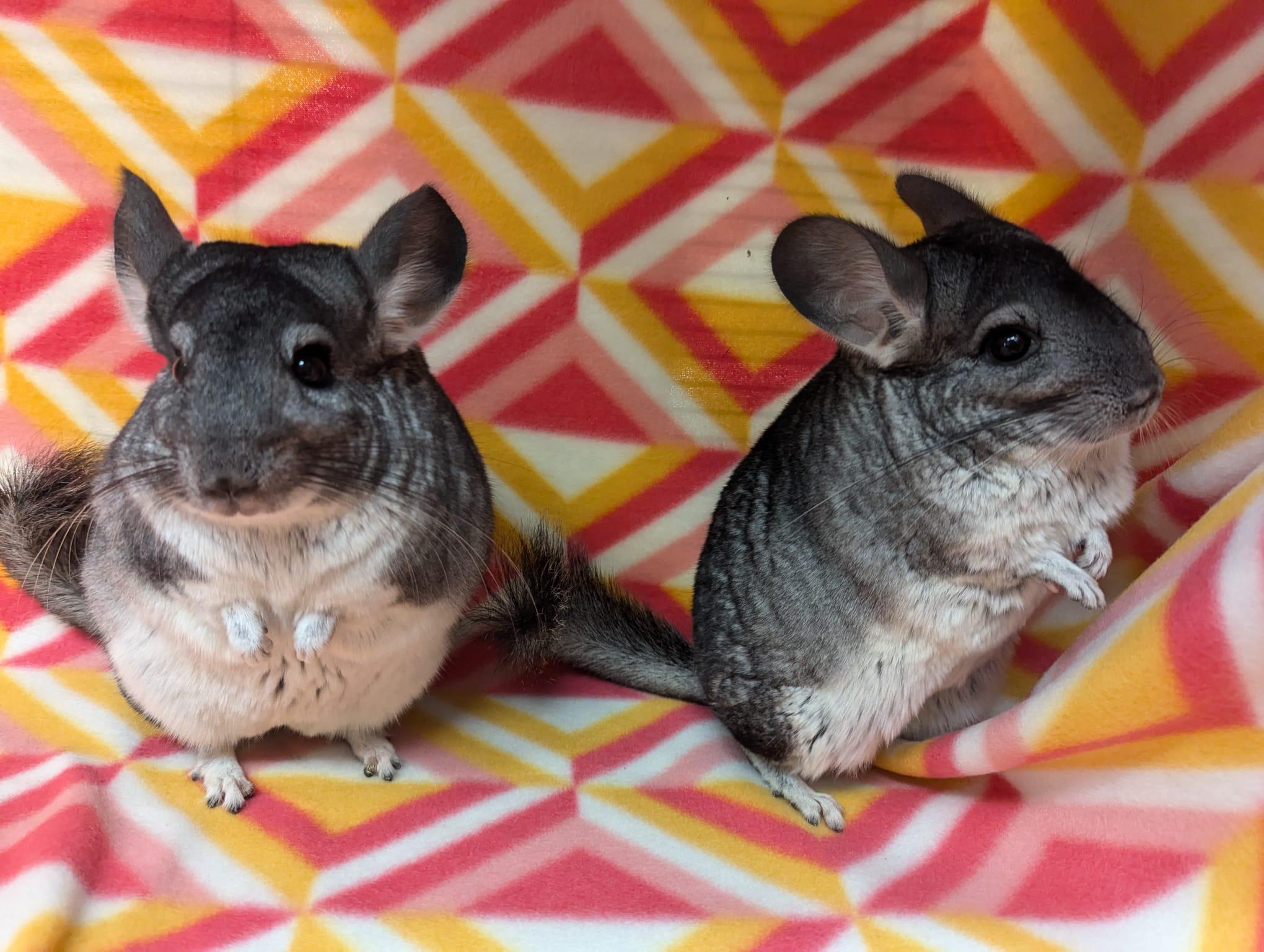 Enlarge Pansy & Poppy, an adoptable Chinchilla in Fountain Valley, CA image 2/5
