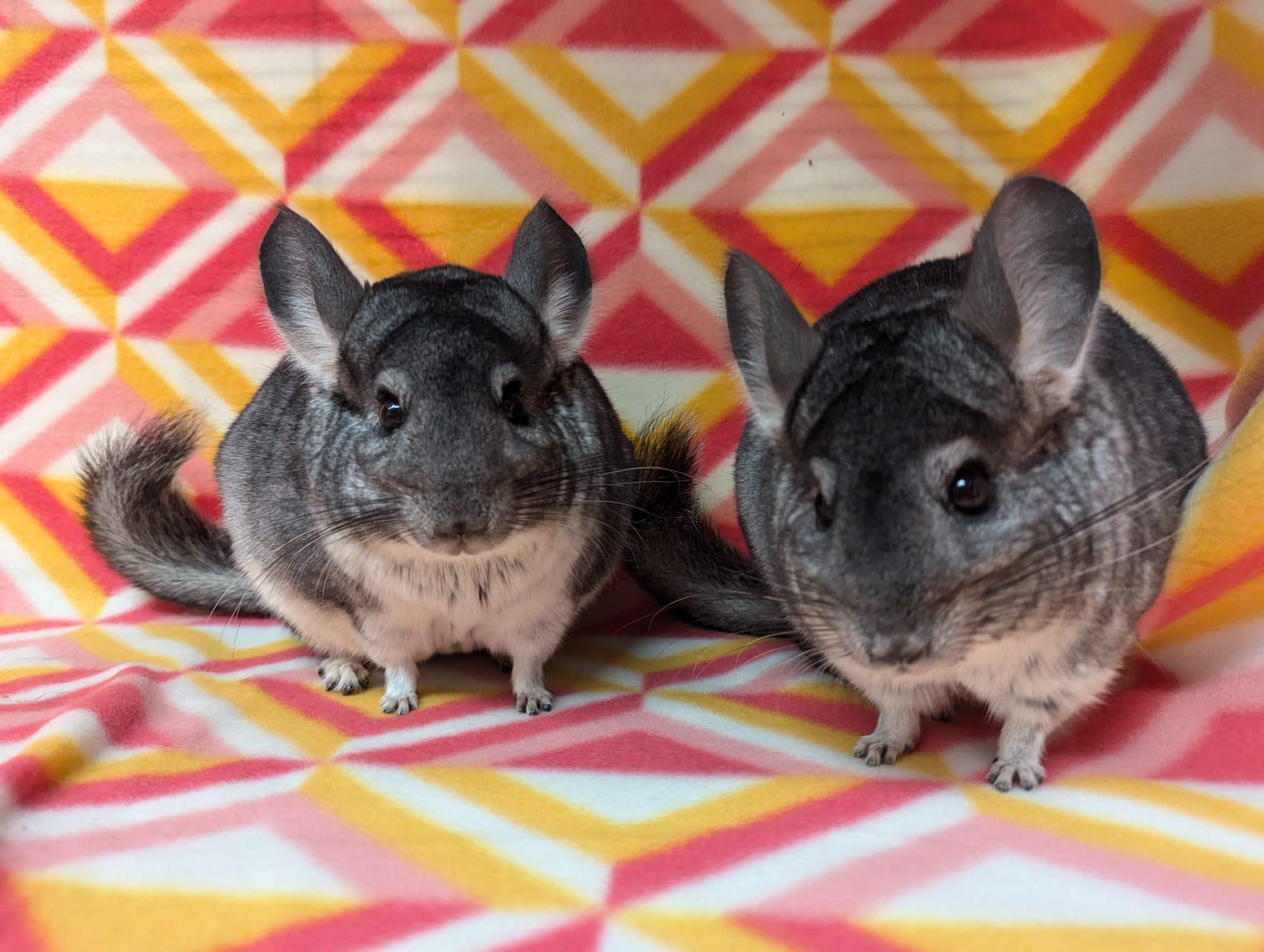 Enlarge Pansy & Poppy, an adoptable Chinchilla in Fountain Valley, CA image 3/5