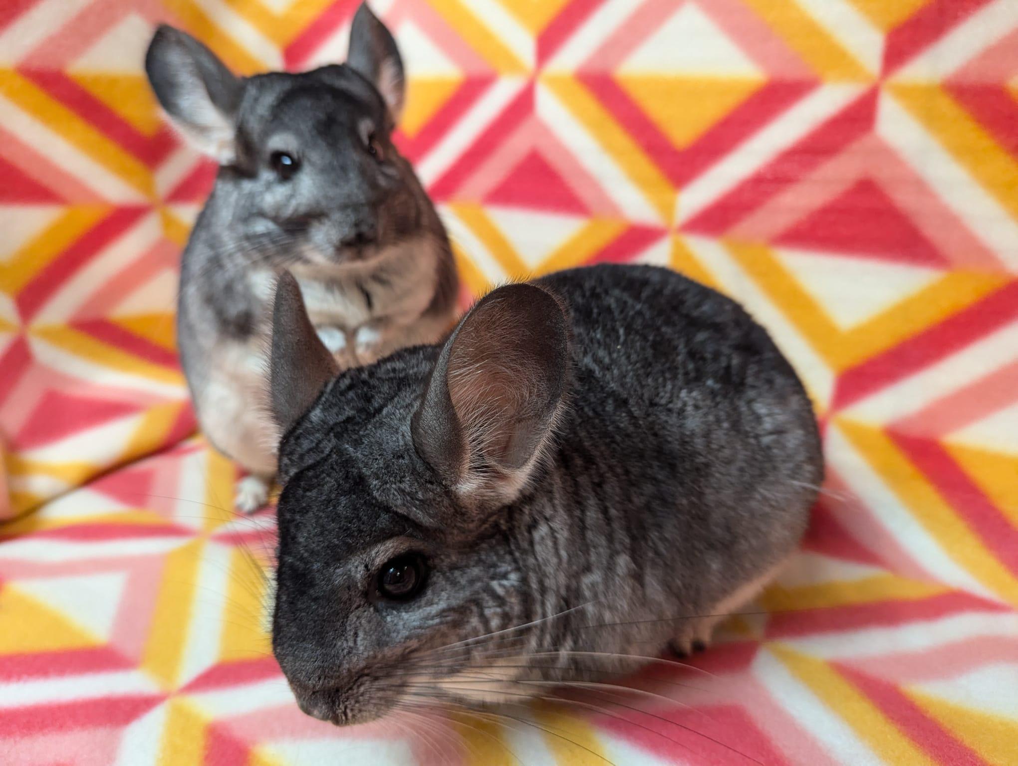 Enlarge Pansy & Poppy, an adoptable Chinchilla in Fountain Valley, CA image 4/5