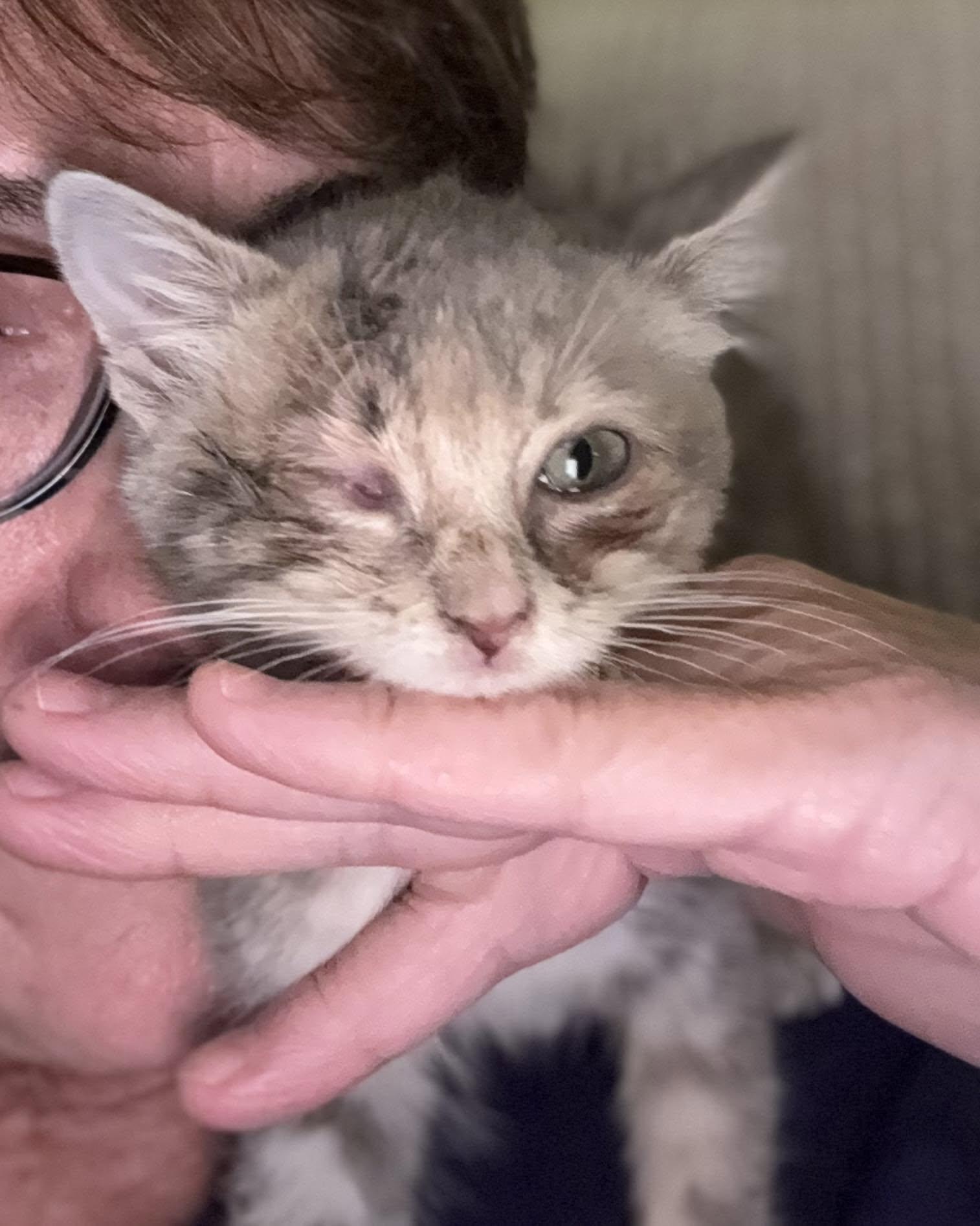 Liberty (51840/1936), adopted, Kitten Female Domestic Short Hair.