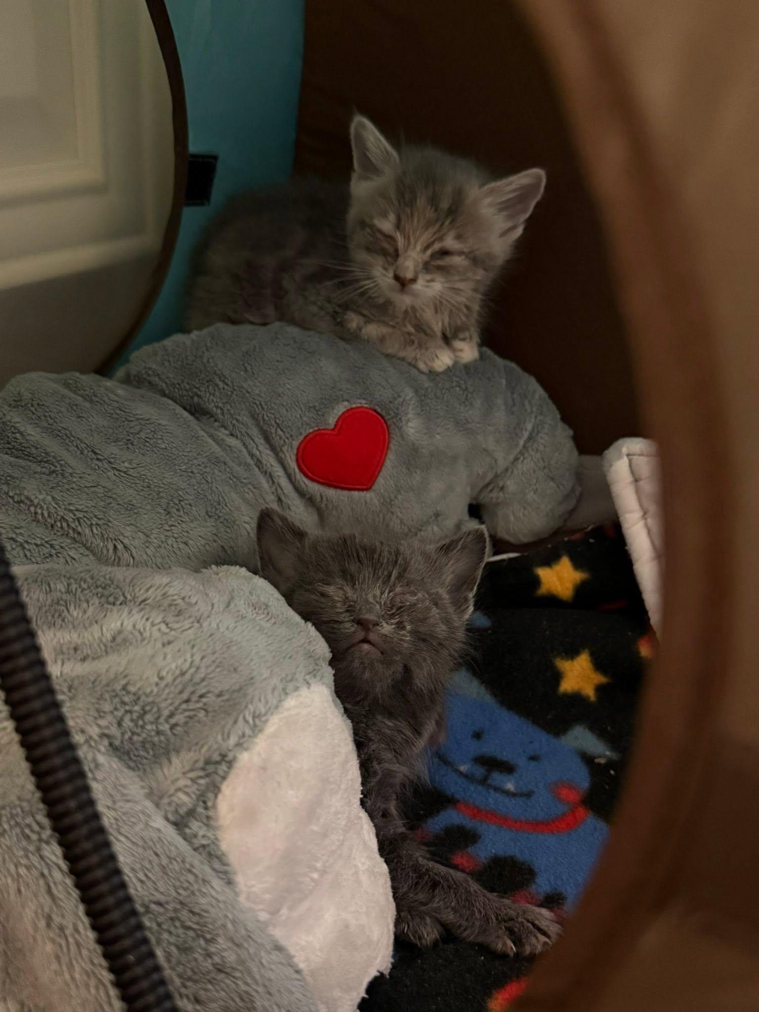 Liberty (51840/1936), an adopted Domestic Short Hair in Manassas, VA image 3/3