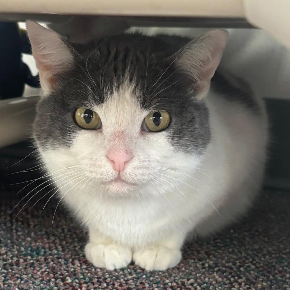 Momma Kelly, Adoptable, Adult Female Domestic Short Hair.