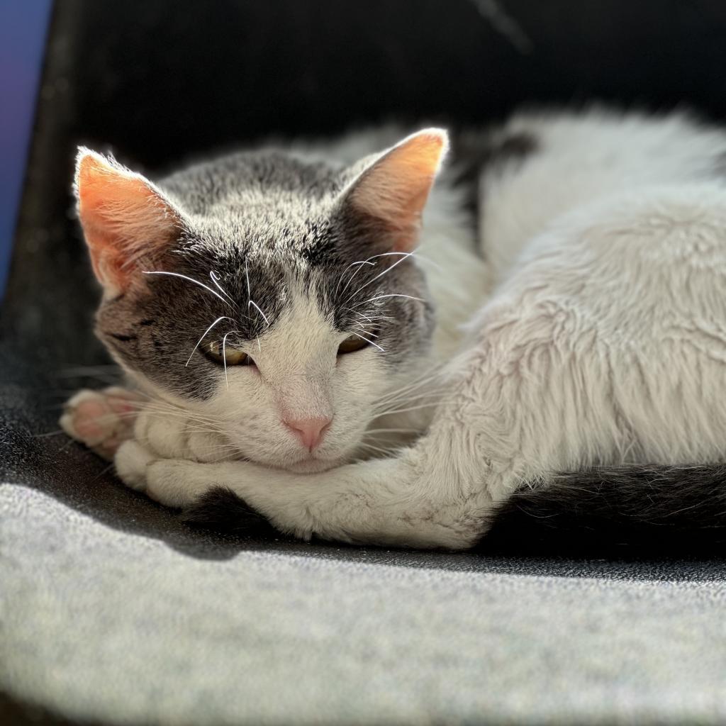 Enlarge Momma Kelly, a Adoptable Domestic Short Hair in Hamburg, NY image 2/2