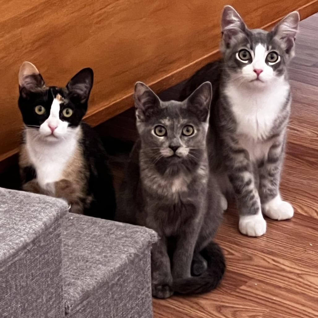 Storm — thumbnail 2