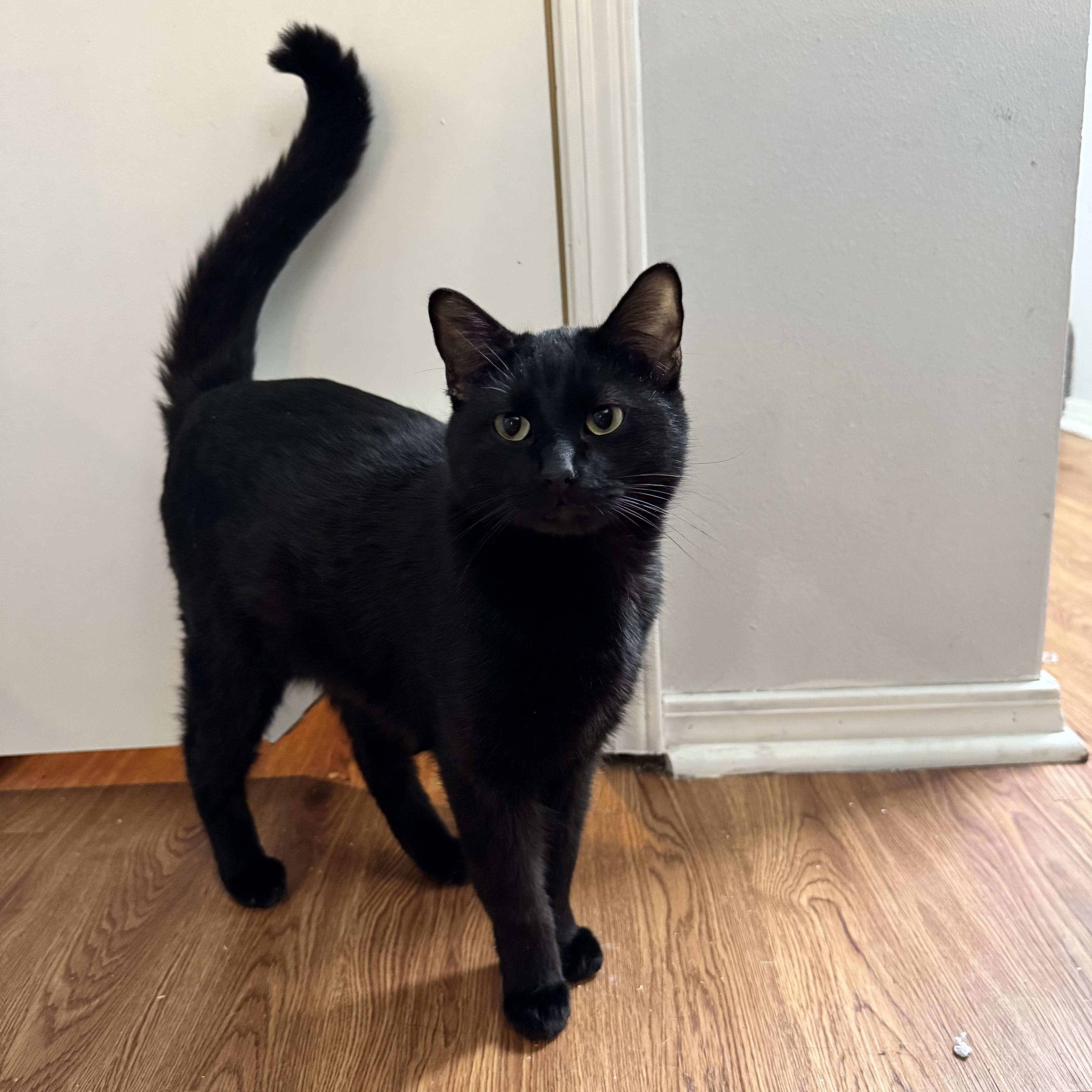 Kudos, adopted, Young Male Domestic Short Hair.