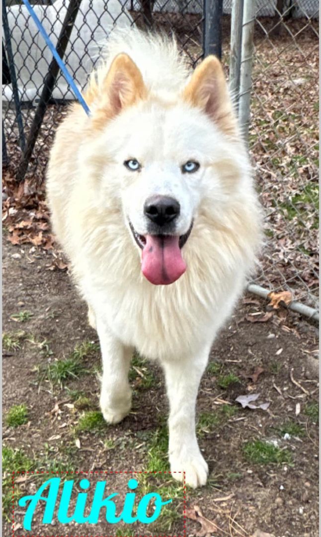 Alikio, an adoptable Husky, Samoyed in Old Westbury, NY, 11568 | Photo Image 1