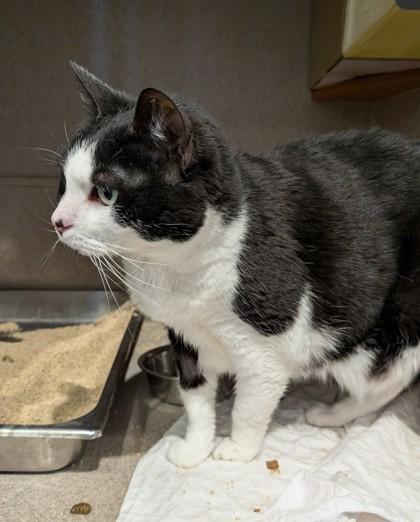 Enlarge Jinn, a Adoptable mixed breed in Washington, DC image 1/3