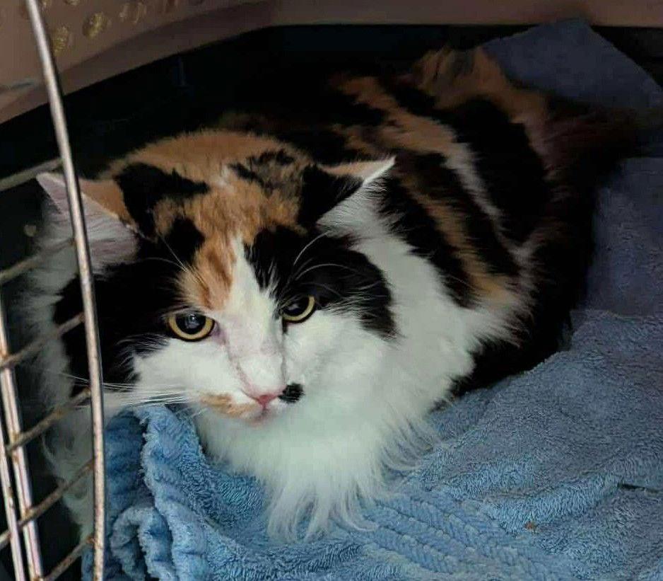 Fluffy Aka Ninja thumbnail 2