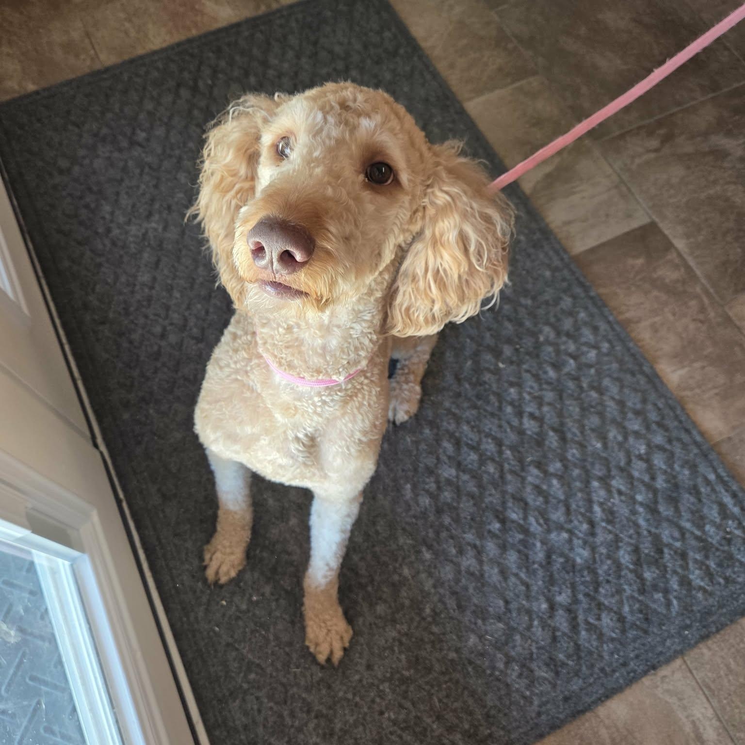Cooper, Adoptable, Adult Male Goldendoodle.
