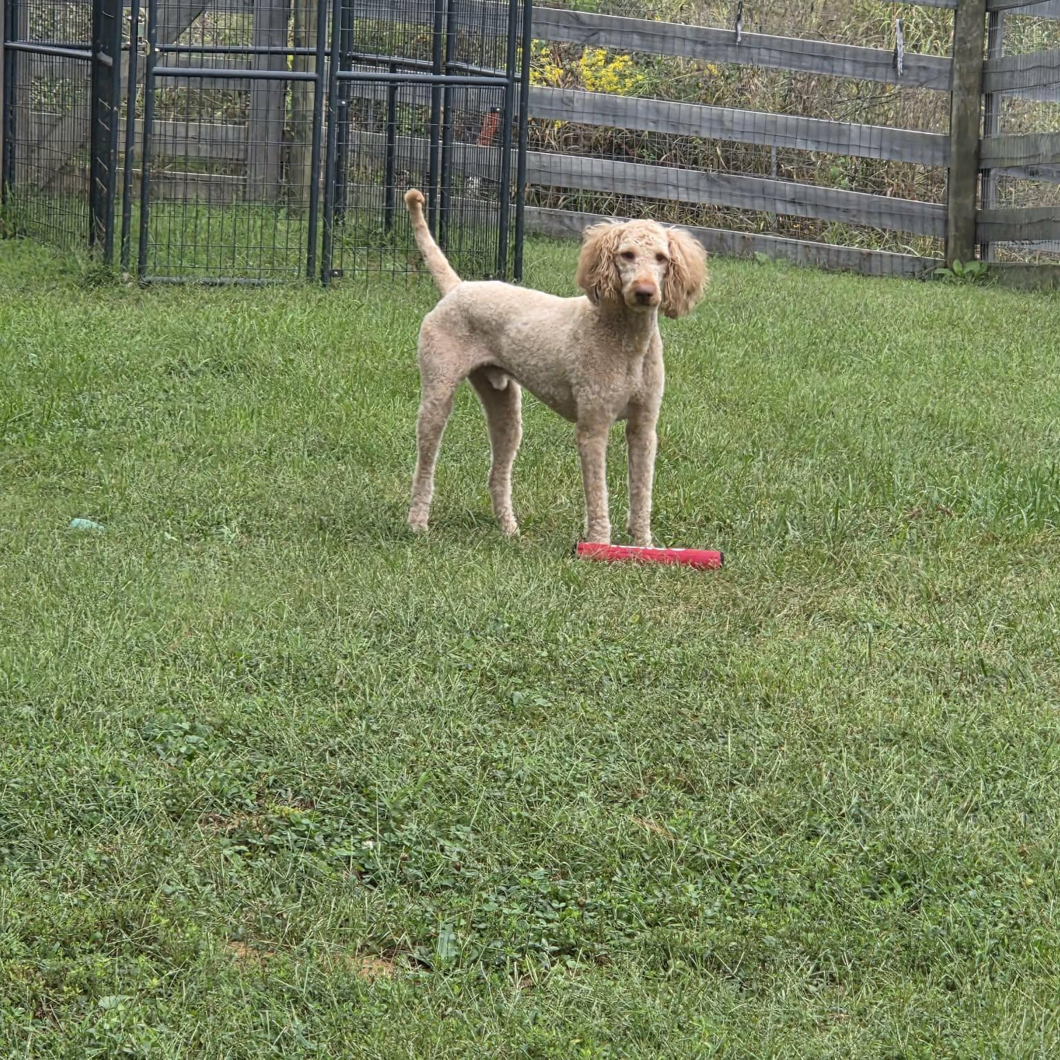 Enlarge Cooper, a Adoptable mixed breed in Lancaster, KY image 2/5