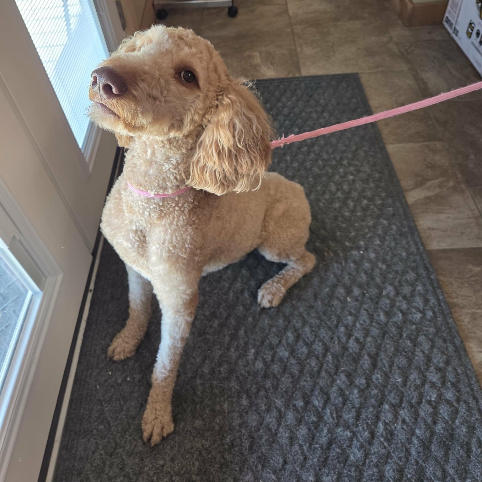 Enlarge Cooper, a Adoptable mixed breed in Lancaster, KY image 4/5