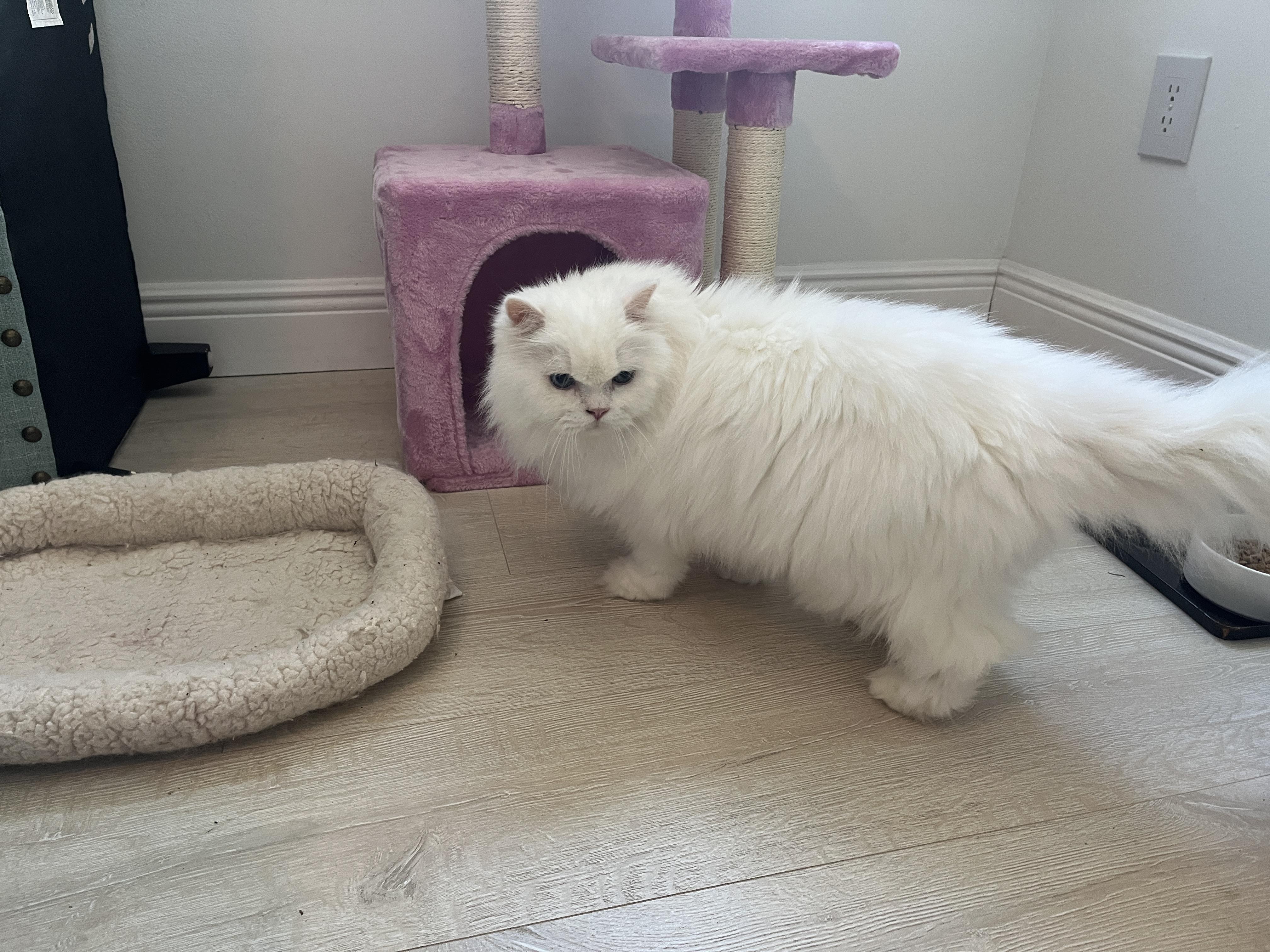 Enlarge Beautiful and Rambi, a ADOPTABLE Persian in Orlando, FL image 2/2