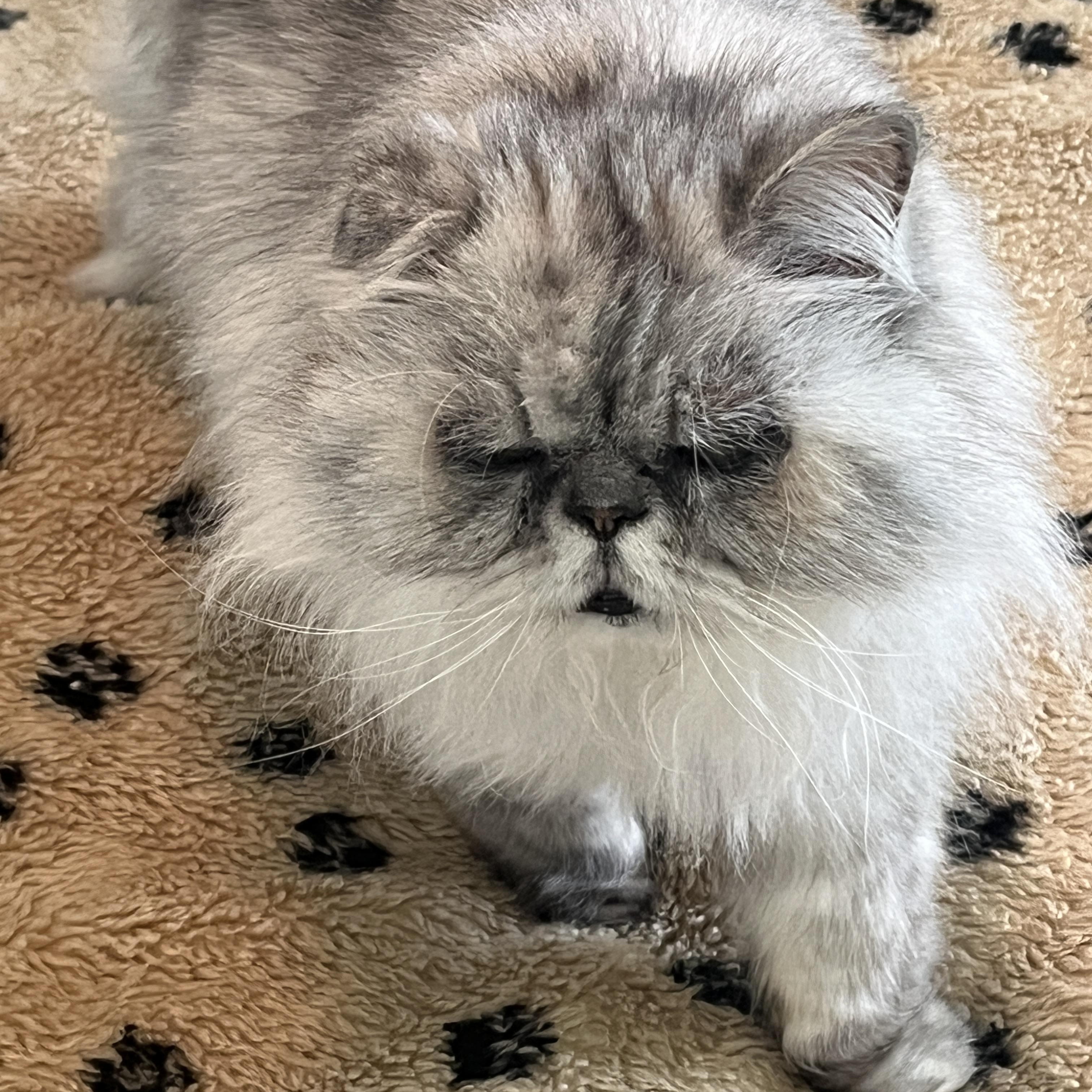 Beautiful and Rambi, ADOPTABLE, Senior Male Persian.