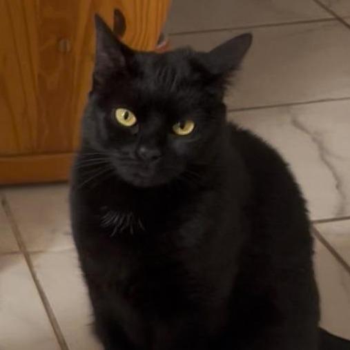 Nicky, Adoptable, Adult Female Domestic Short Hair.