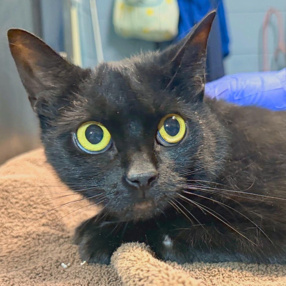 Enlarge Nicky, a Adoptable Domestic Short Hair in Providence, RI image 2/2