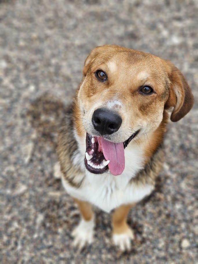 Atlas, Adult Male Shepherd