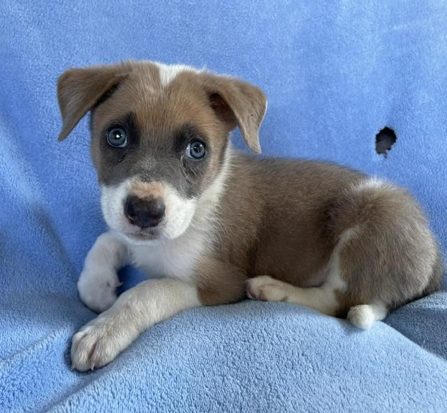 Enlarge Levi, a ADOPTABLE Husky in Memphis, TN image 5/6