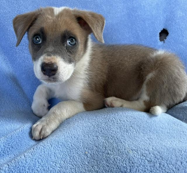 Enlarge Levi, a ADOPTABLE Husky in Memphis, TN image 4/6