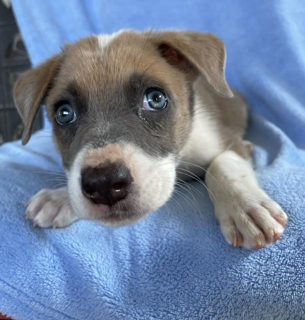Levi, ADOPTABLE, Young Male Husky.