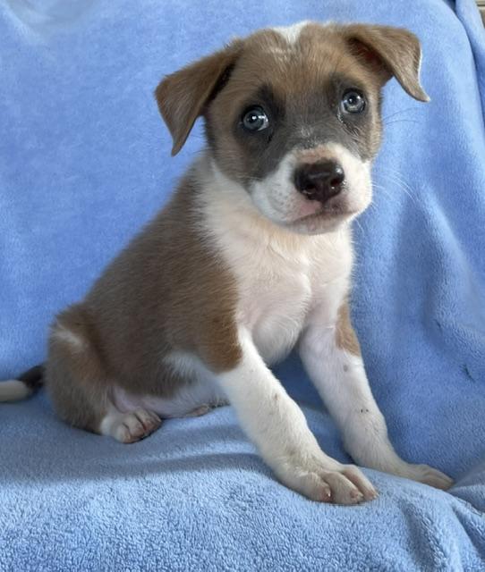 Enlarge Levi, a ADOPTABLE Husky in Memphis, TN image 6/6
