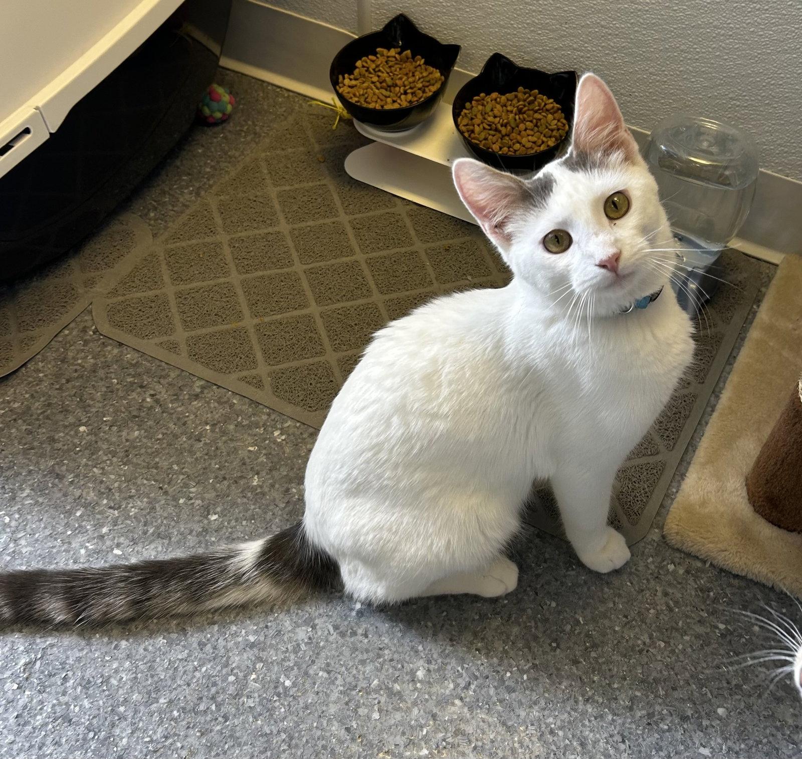 Puma, Adoptable, Kitten Male Domestic Short Hair.