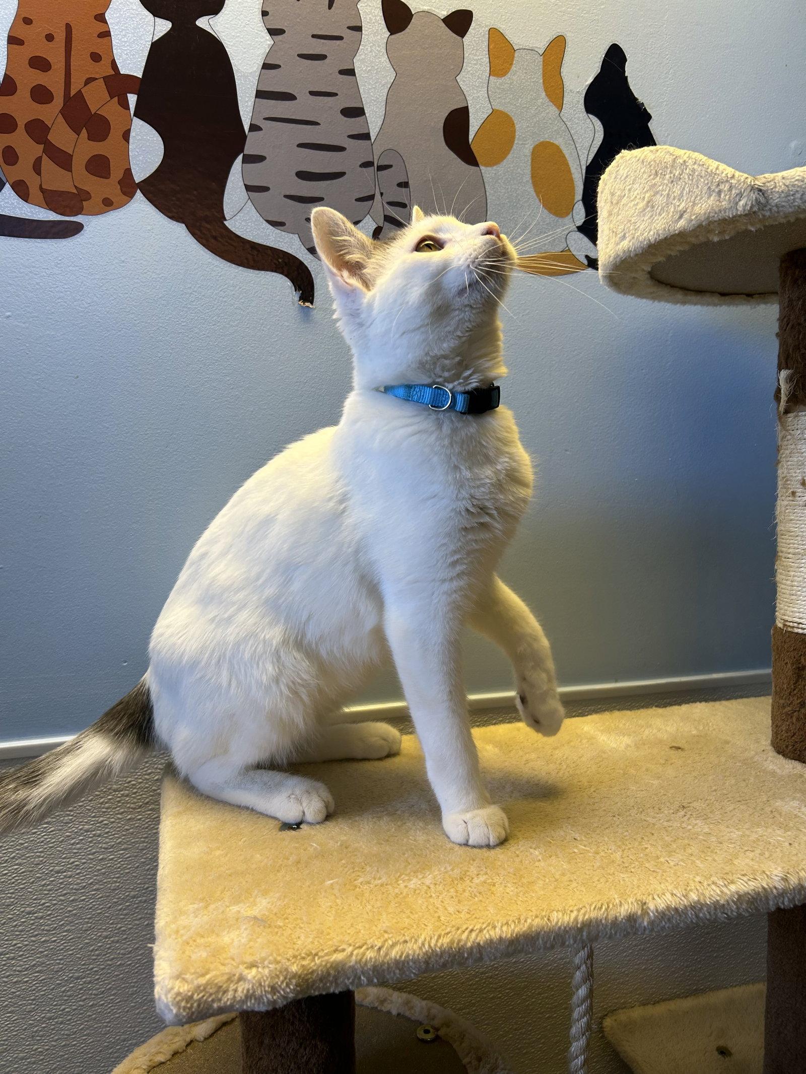 Puma, Adoptable, Kitten Male Domestic Short Hair.