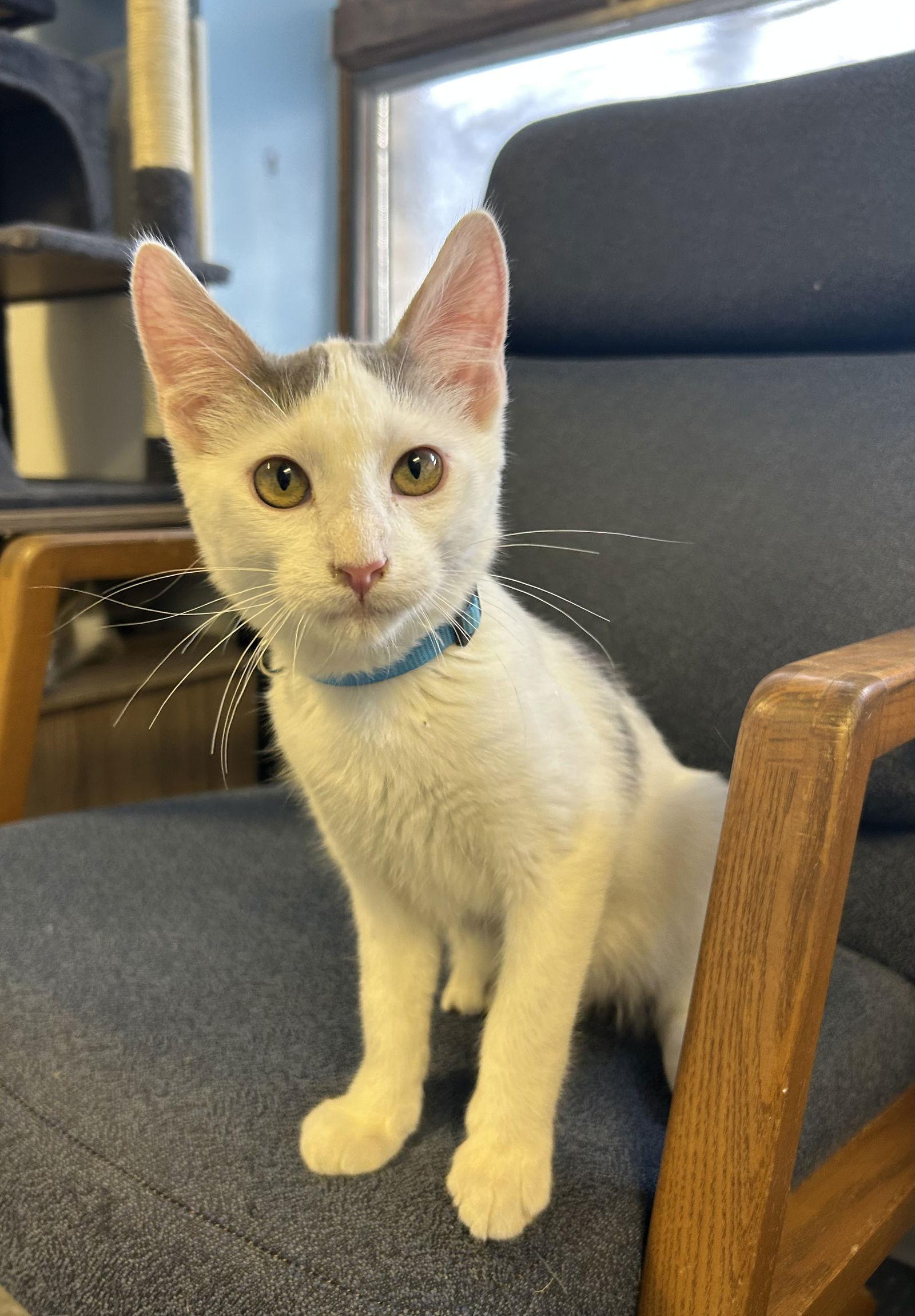 Enlarge Puma, a Adoptable Domestic Short Hair in Steeleville, IL image 1/3