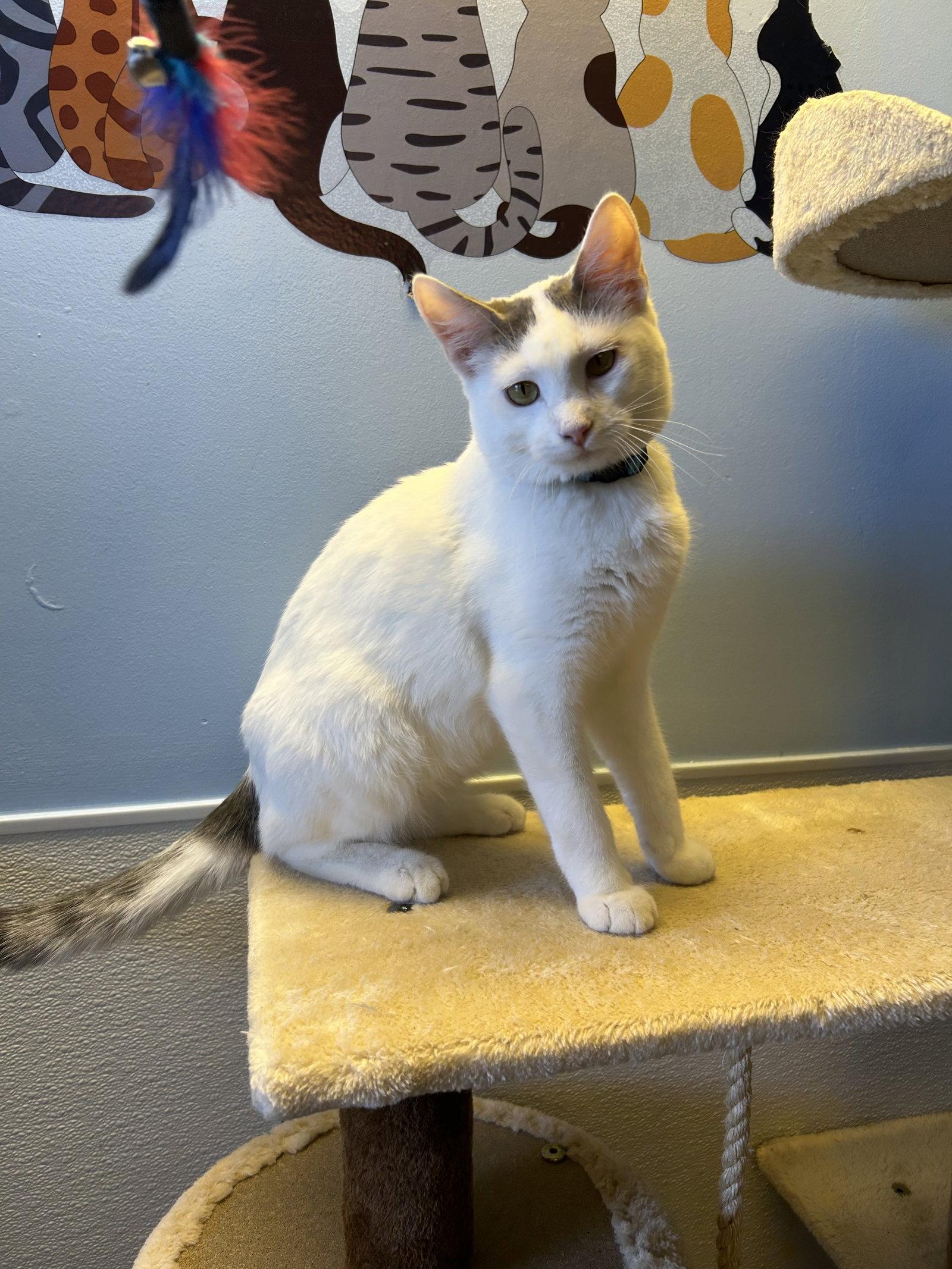 Enlarge Puma, a Adoptable Domestic Short Hair in Steeleville, IL image 2/3