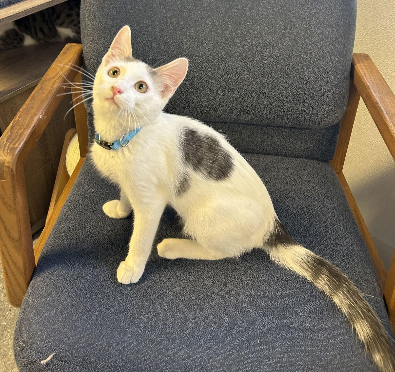 Enlarge Puma, a Adoptable Domestic Short Hair in Steeleville, IL image 2/3