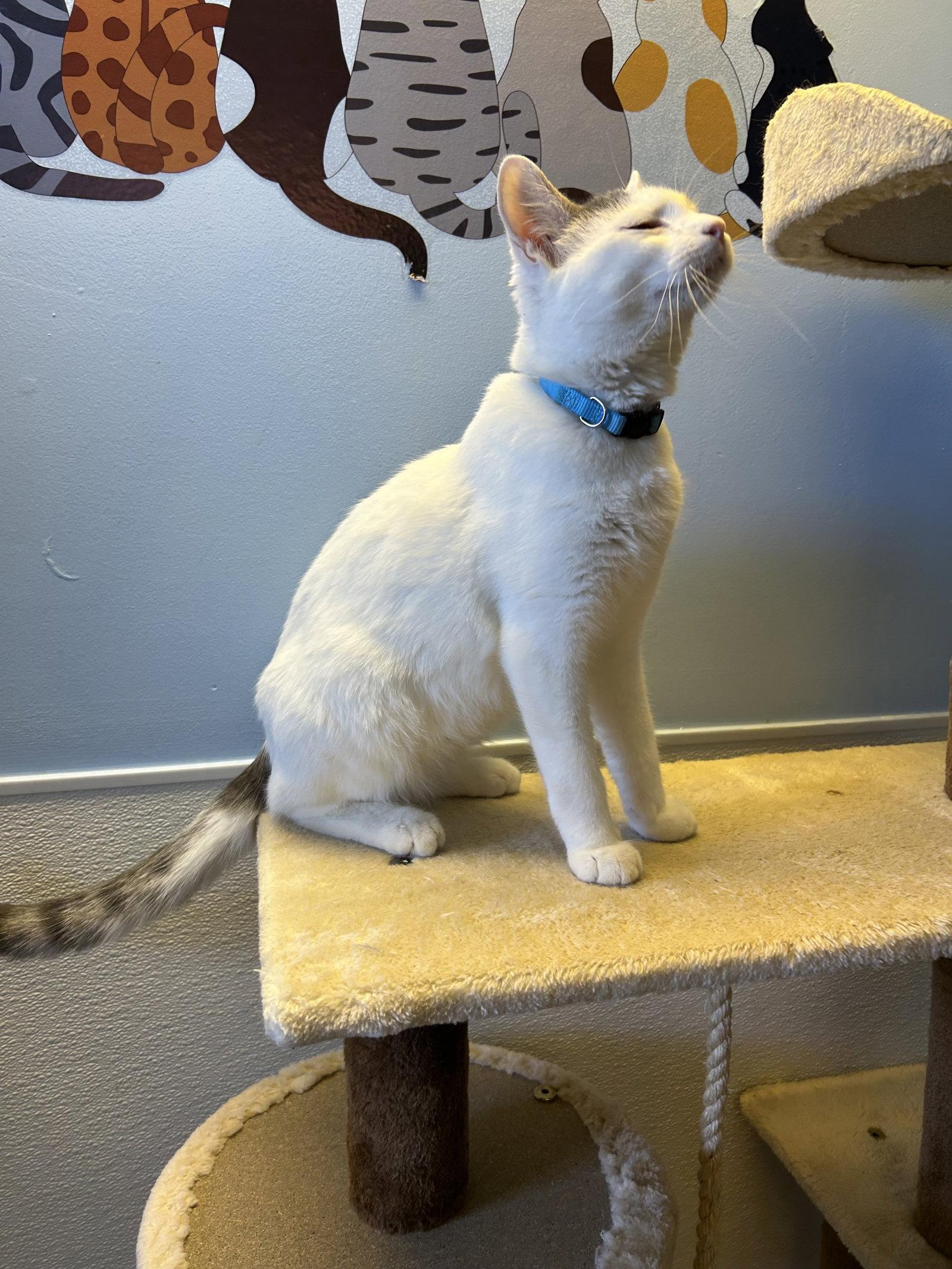 Enlarge Puma, a Adoptable Domestic Short Hair in Steeleville, IL image 3/3