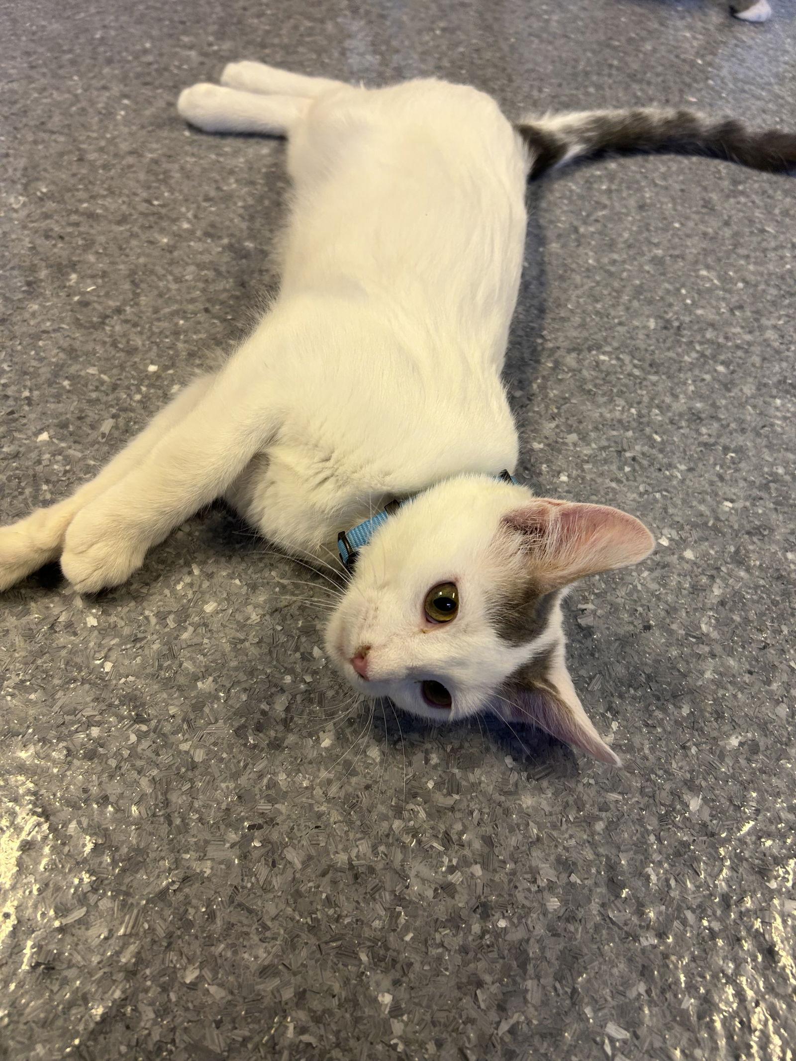 Enlarge Puma, a Adoptable Domestic Short Hair in Steeleville, IL image 3/3