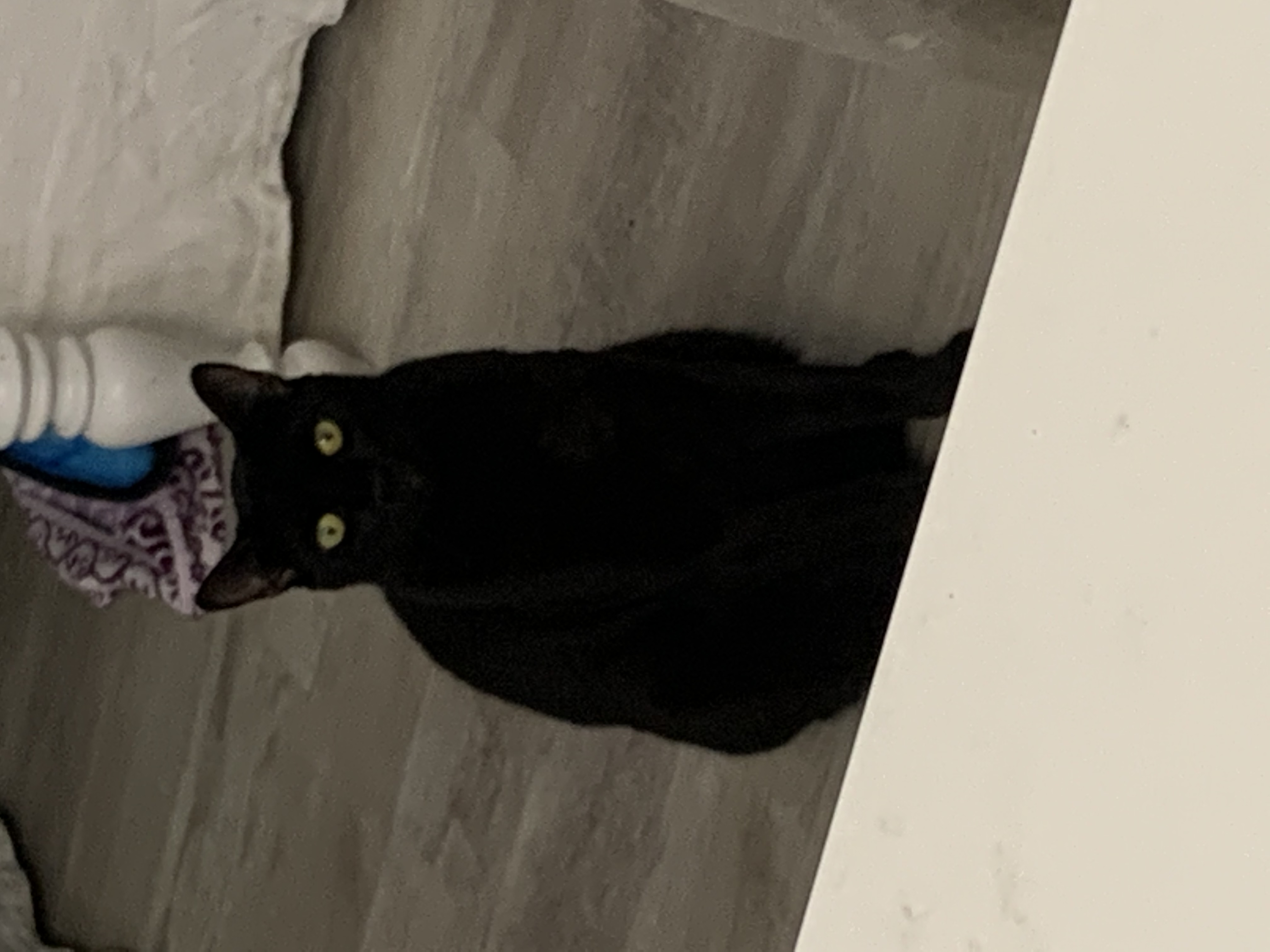 Blackened Beans, adoptable, Young Male Domestic Short Hair.