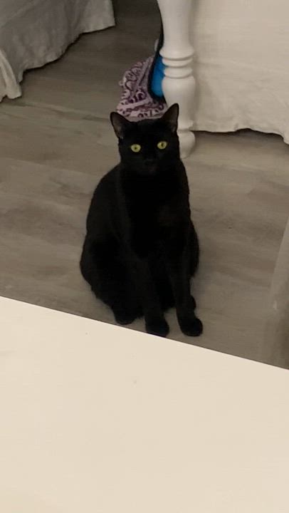 Enlarge Blackened Beans, an adoptable Domestic Short Hair in Parkland, FL video 2/2