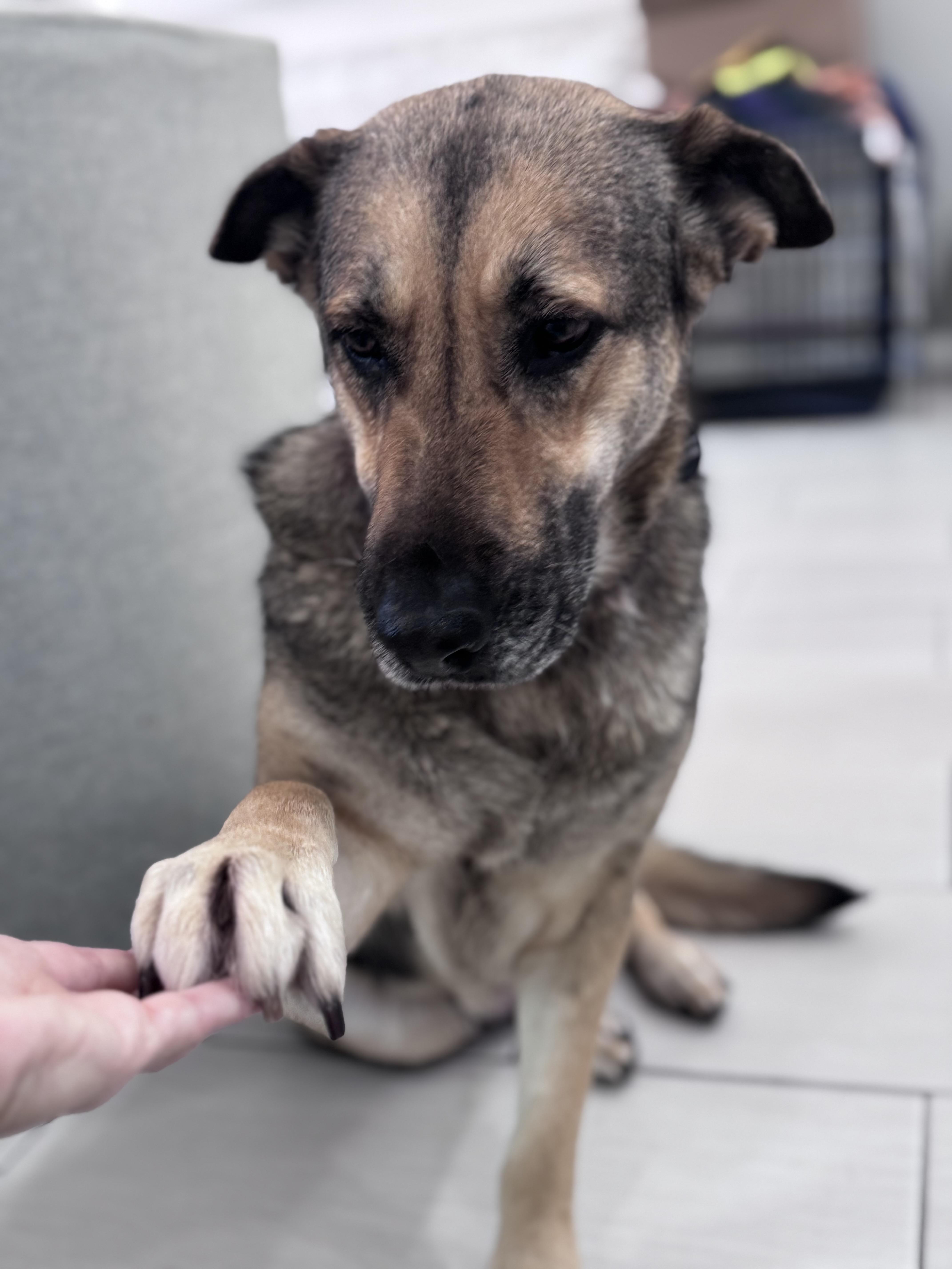 Enlarge Winnie, a ADOPTABLE mixed breed in San Diego, CA image 2/6