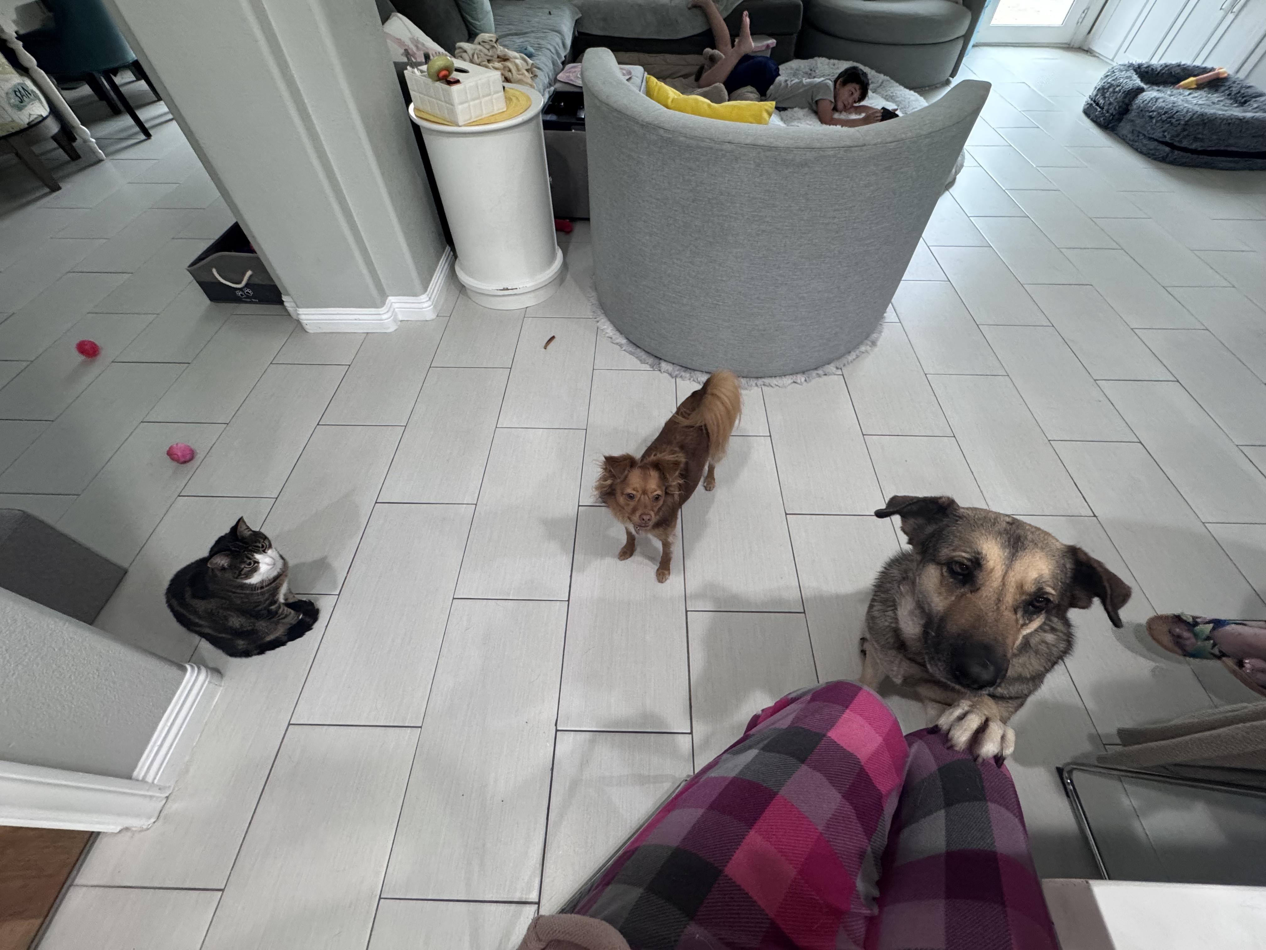 Enlarge Winnie, a ADOPTABLE mixed breed in San Diego, CA image 5/6