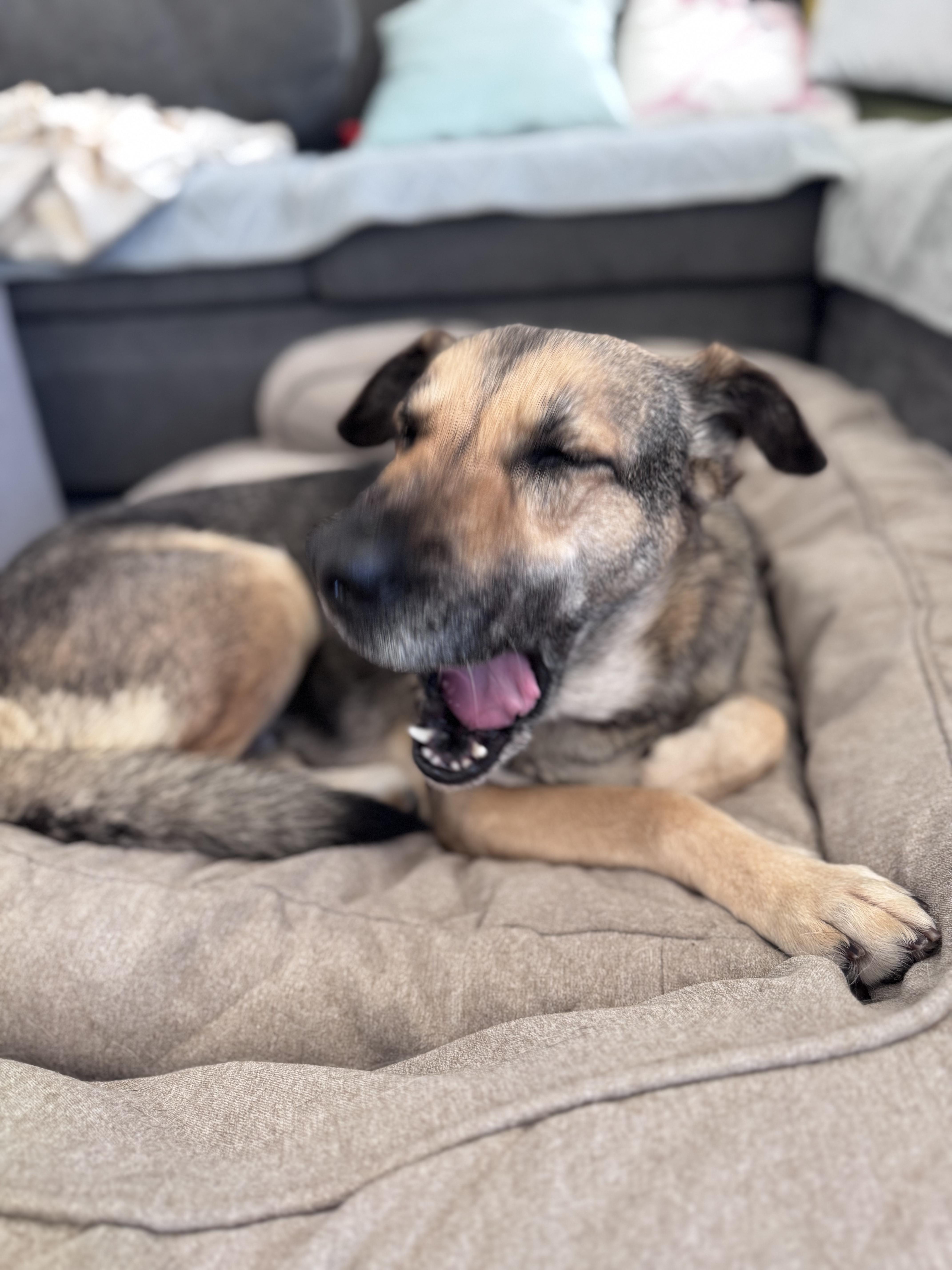 Enlarge Winnie, a ADOPTABLE mixed breed in San Diego, CA image 6/6