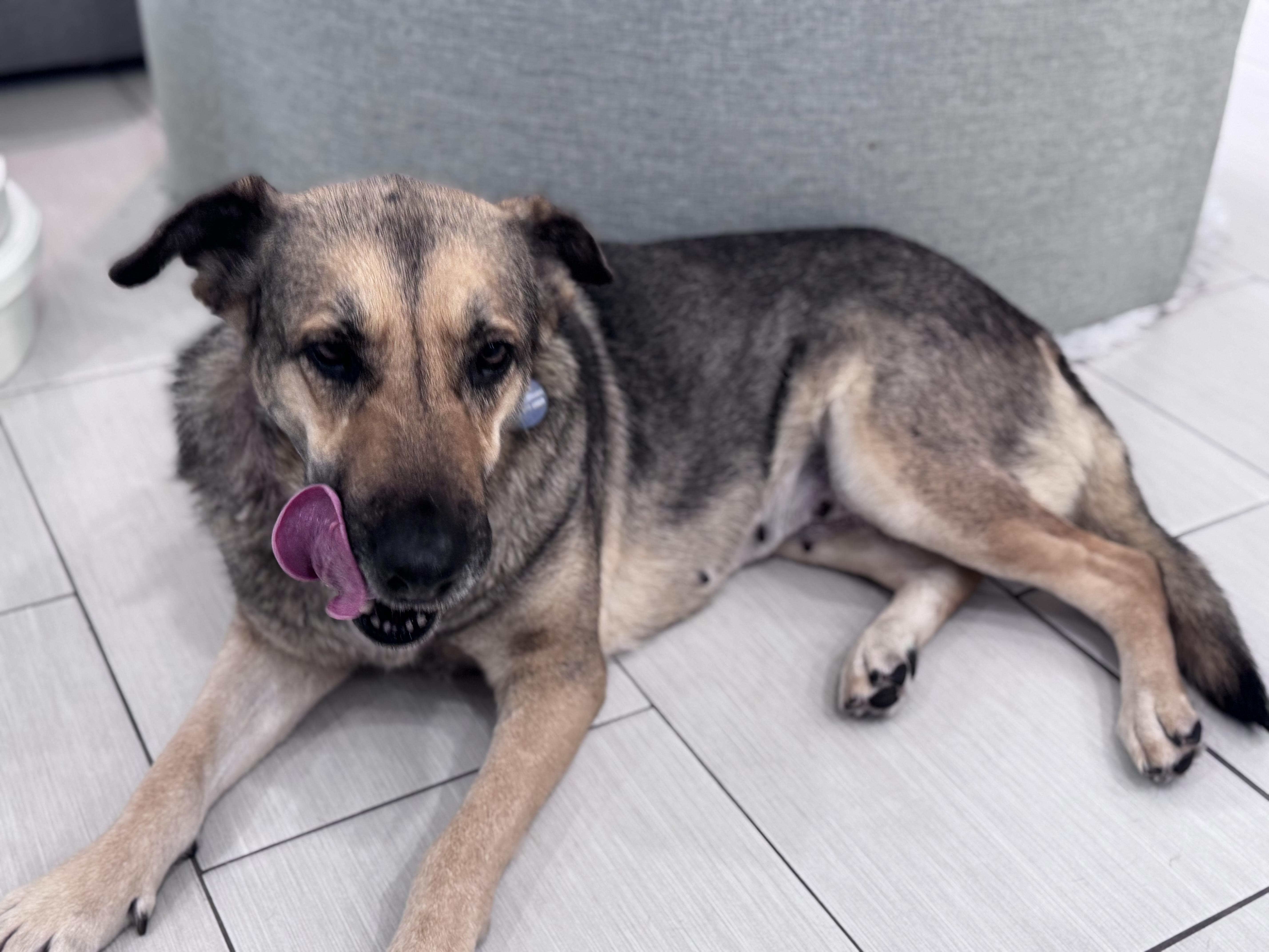 Enlarge Winnie, a ADOPTABLE mixed breed in San Diego, CA image 4/6