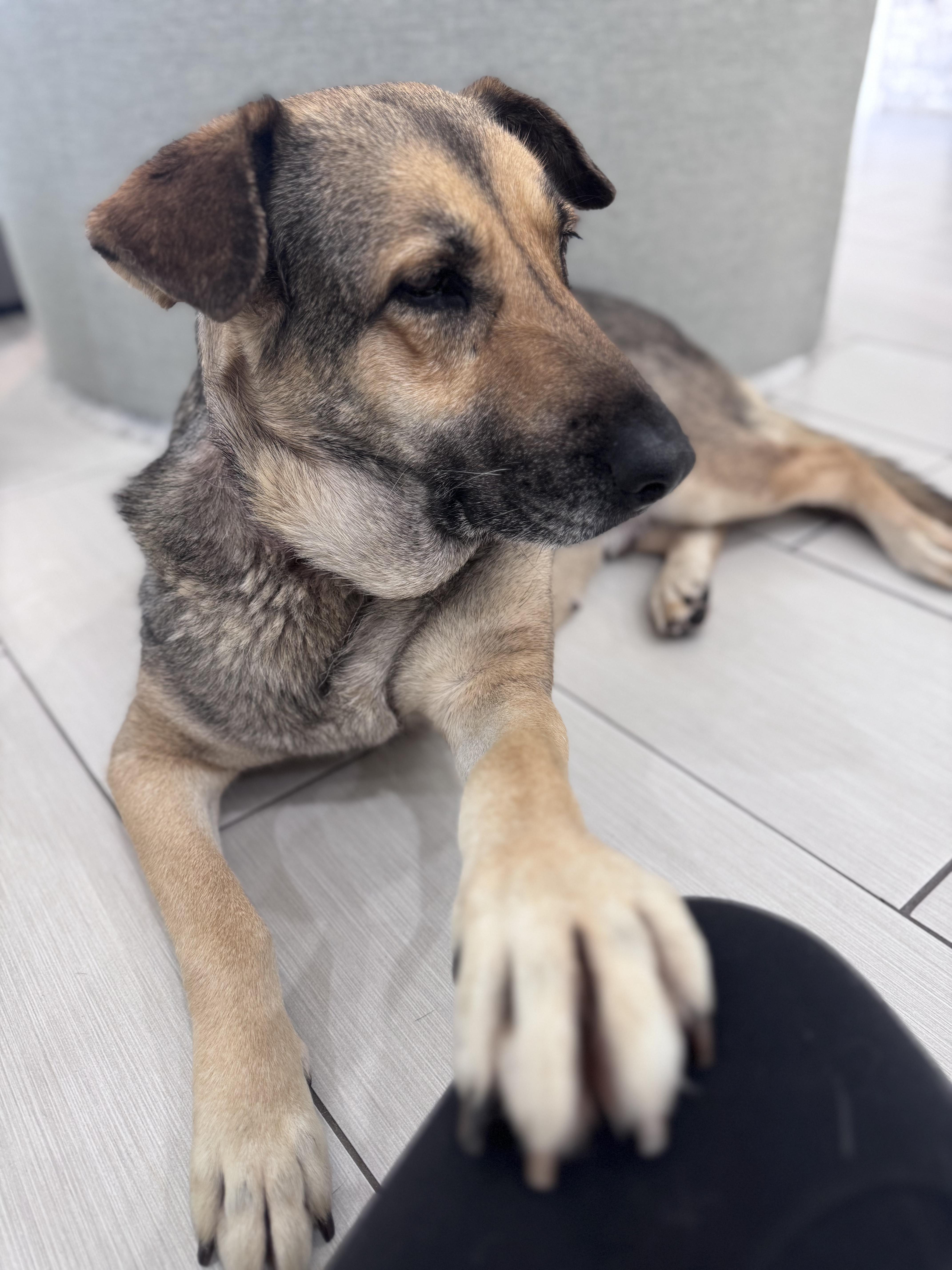Winnie, ADOPTABLE, Adult Female German Shepherd Dog.