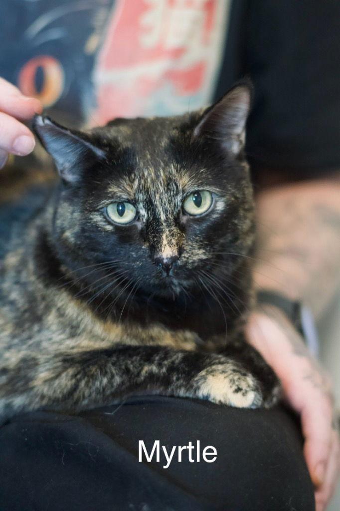 Myrtle, Adoptable, Adult Female Tortoiseshell & Domestic Short Hair.