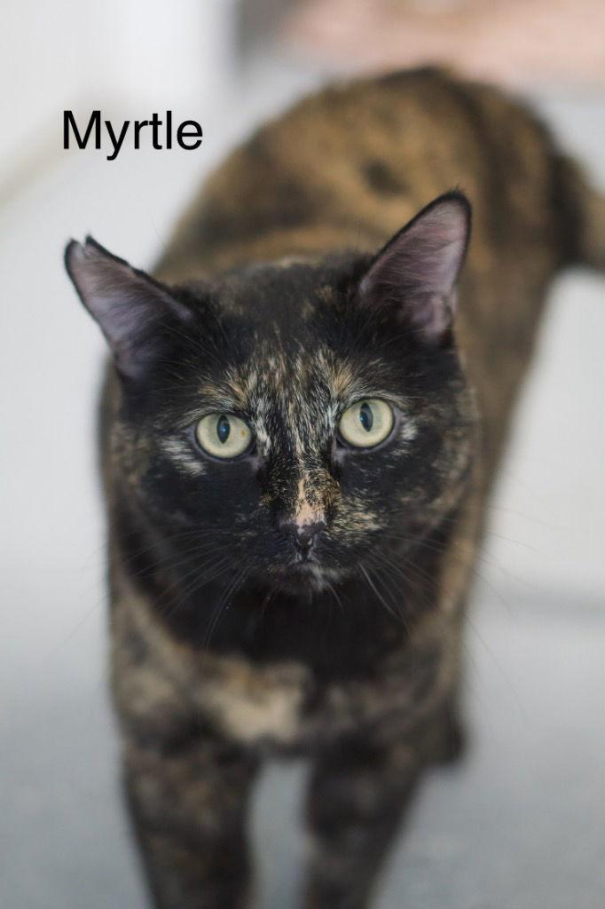 Enlarge Myrtle, a Adoptable mixed breed in Saint George, UT image 2/3