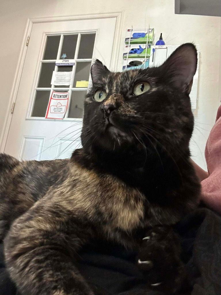Myrtle, Adoptable, Adult Female Tortoiseshell & Domestic Short Hair.