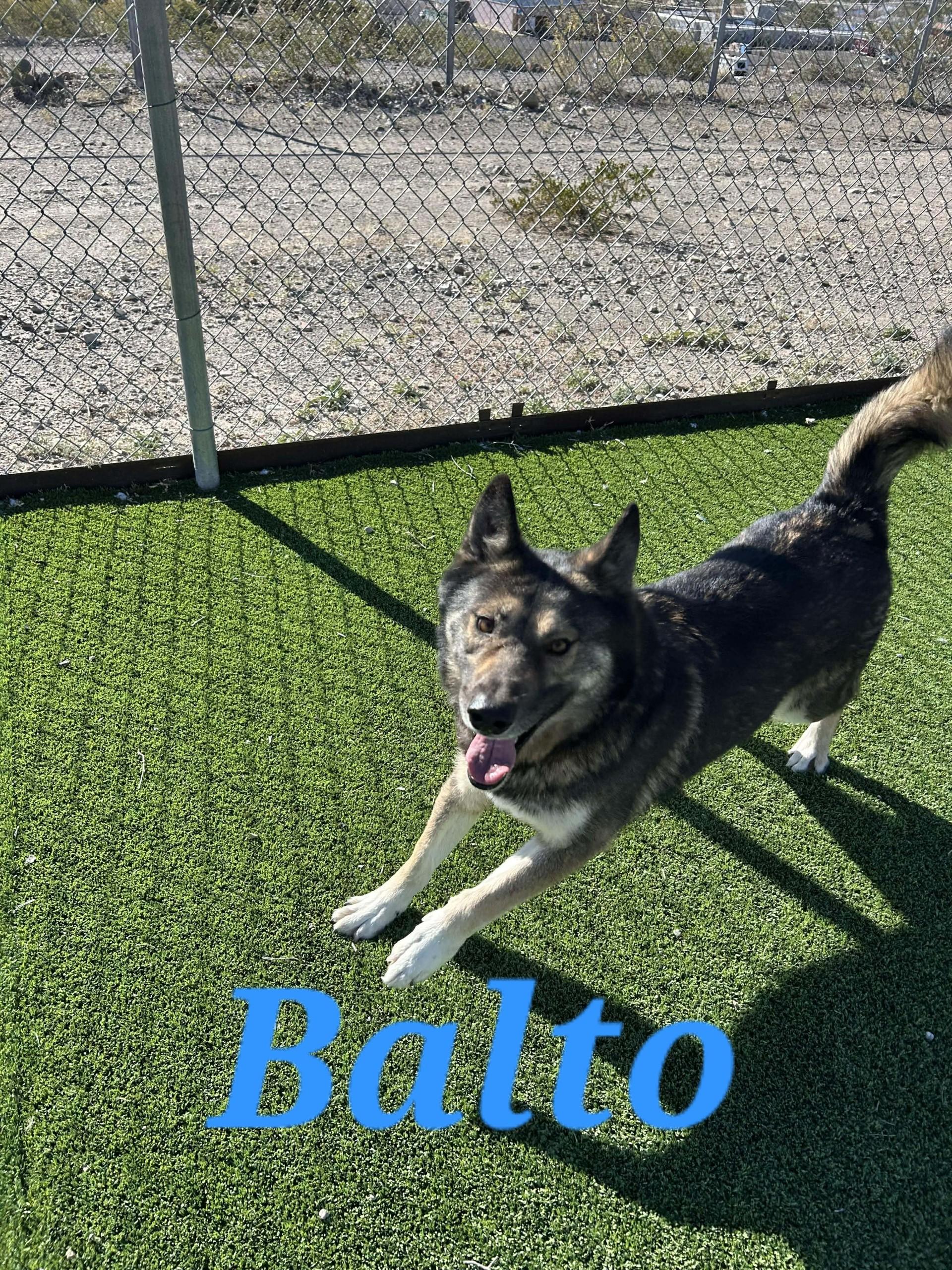 Balto, a ADOPTABLE mixed breed in Truth or Consequences , NM image 1/6