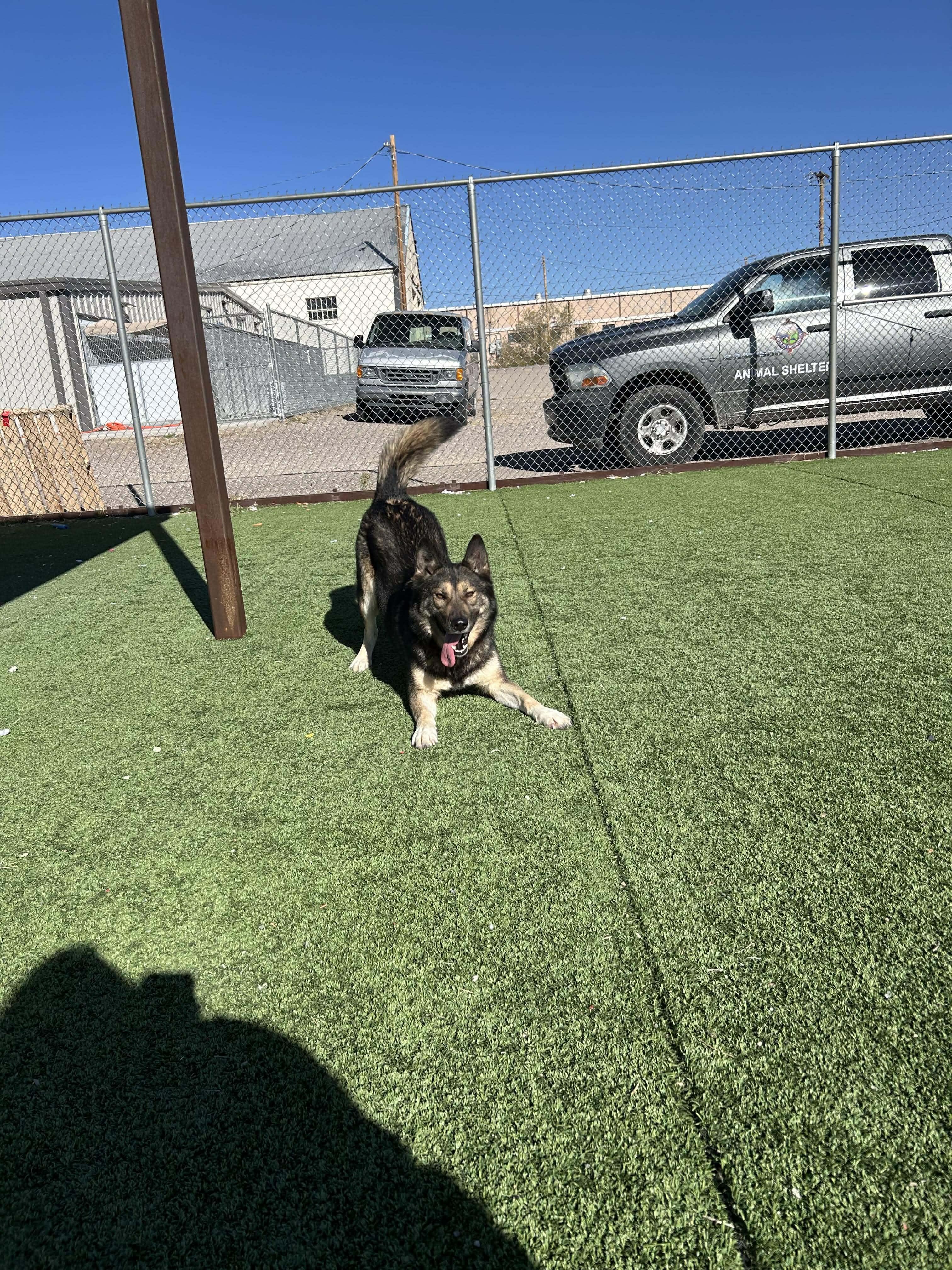 Balto, a ADOPTABLE mixed breed in Truth or Consequences , NM image 2/6