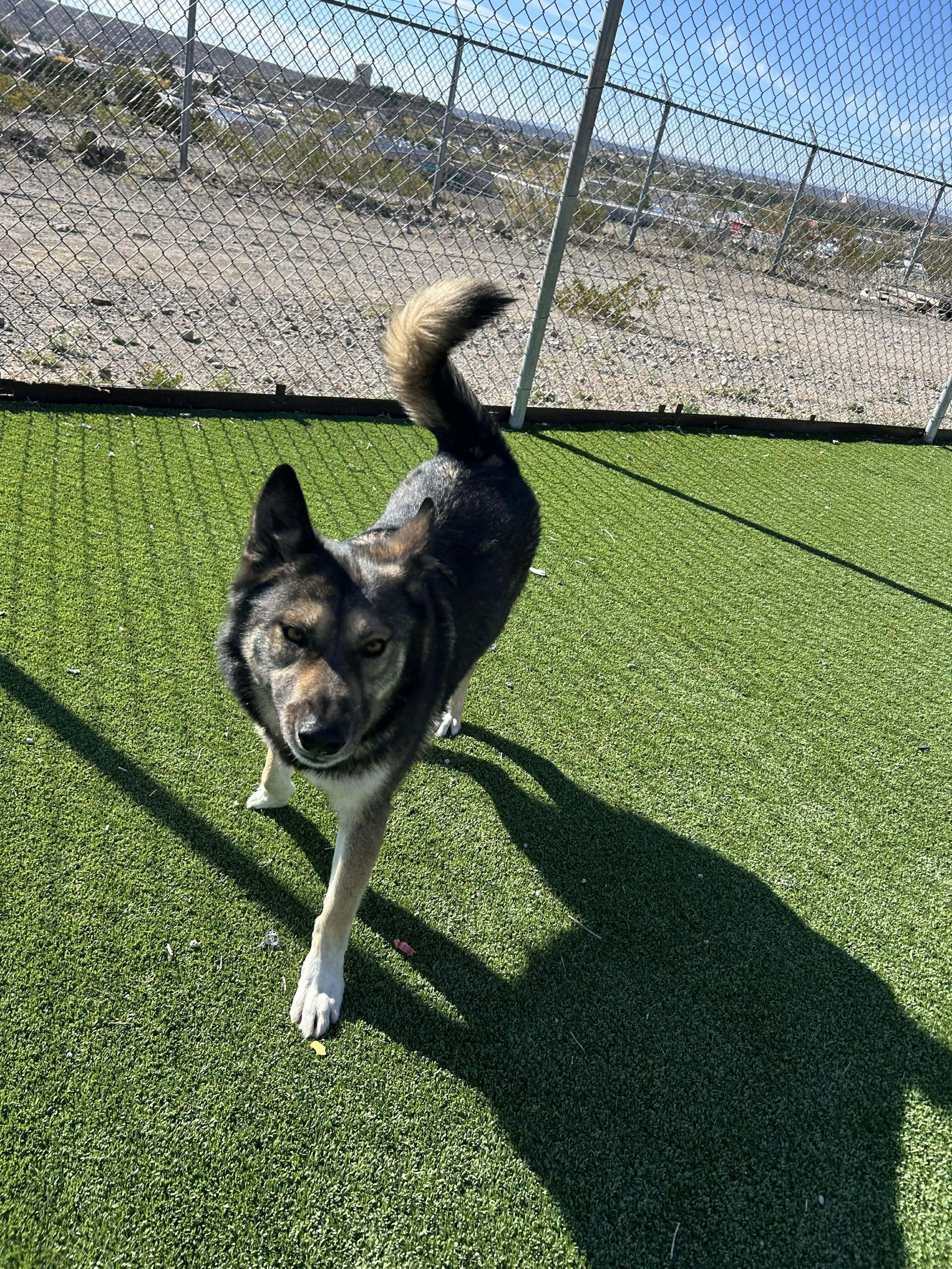 Balto, a ADOPTABLE mixed breed in Truth or Consequences , NM image 3/6