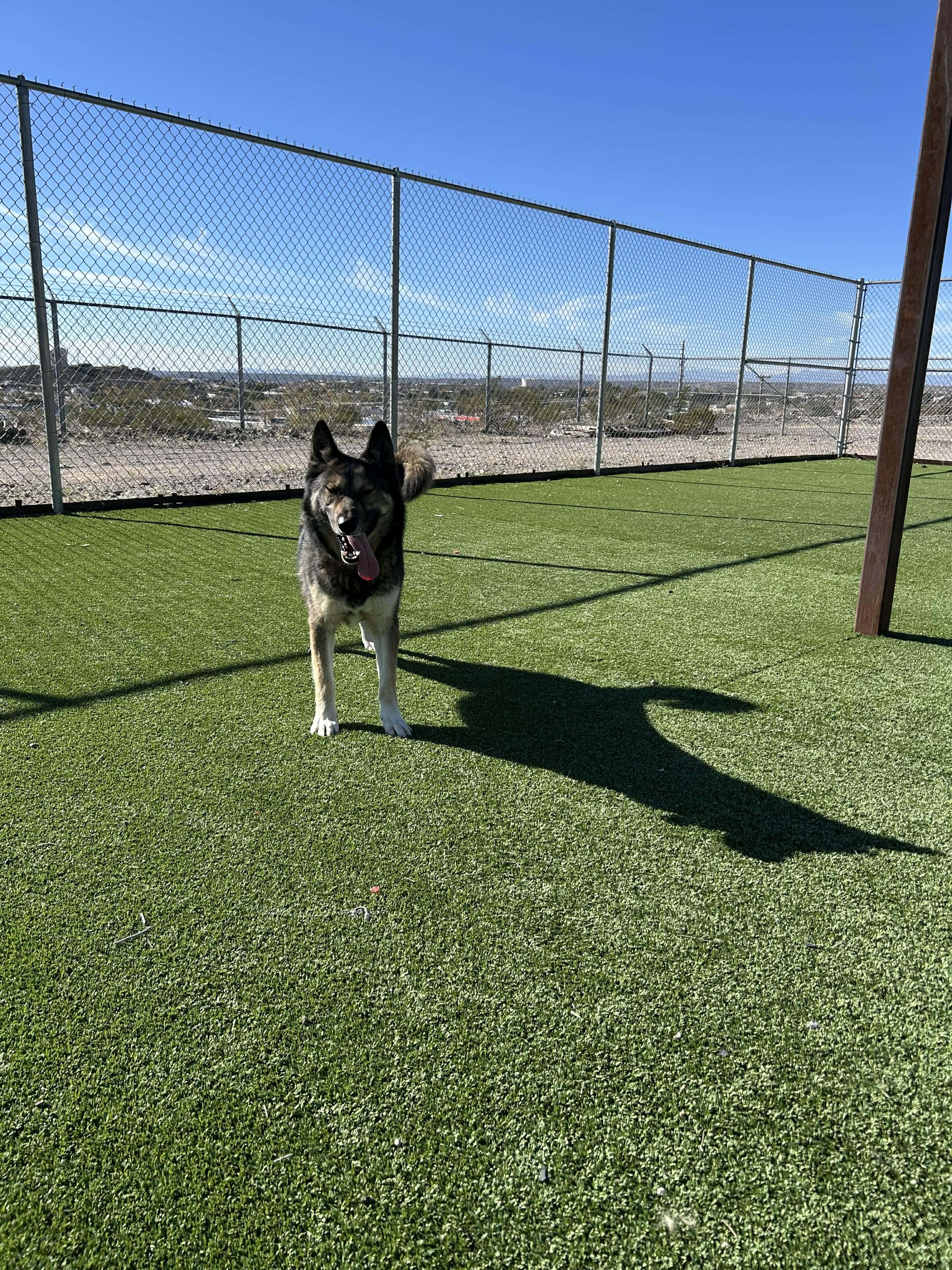 Balto, a ADOPTABLE mixed breed in Truth or Consequences , NM image 4/6